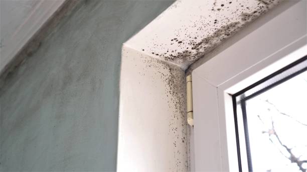 Best Comprehensive Air Testing for Mold Contaminants  in Marlton, NJ