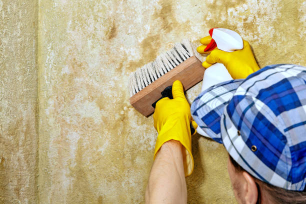 Best Water Damage & Mold Remediation  in Marlton, NJ