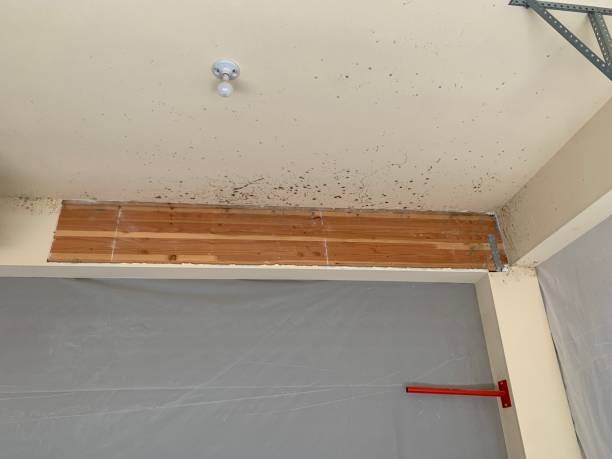 Best Air Quality Testing for Mold Spores  in Marlton, NJ