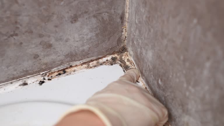Best Crawl Space Mold Remediation  in Marlton, NJ