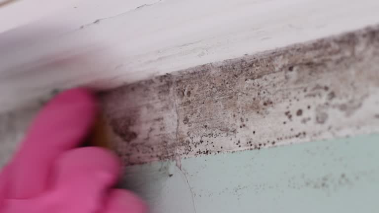 Environmental Consulting for Mold Prevention in Marlton, NJ